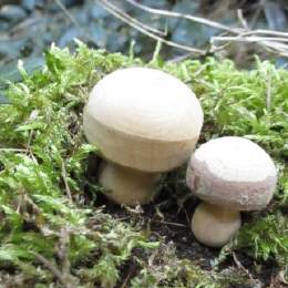 Miniatur Pilz aus Holz  3 cm Natur